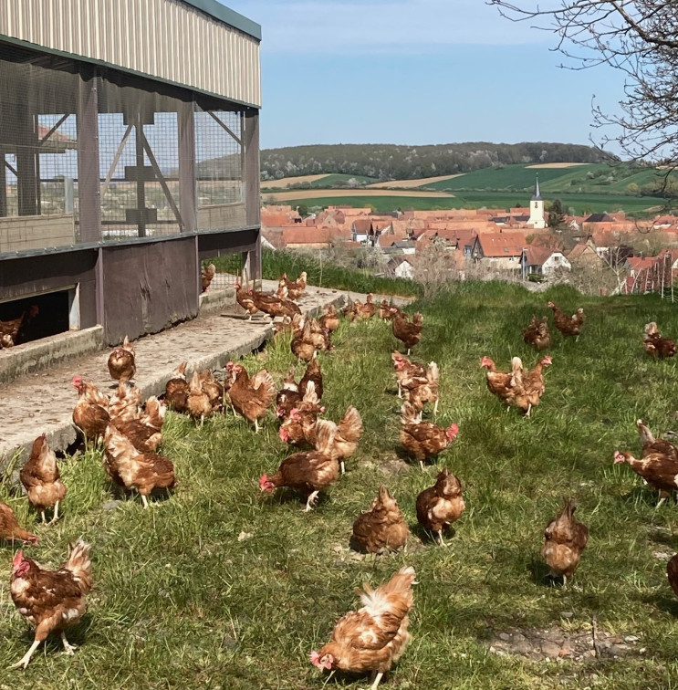 Nos poules profitent du retour du soleil en Alsace
