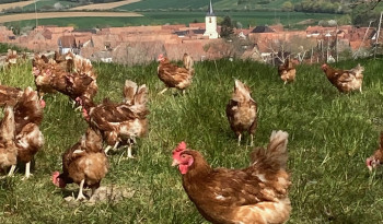 Nos poules profitent du retour du soleil en Alsace
