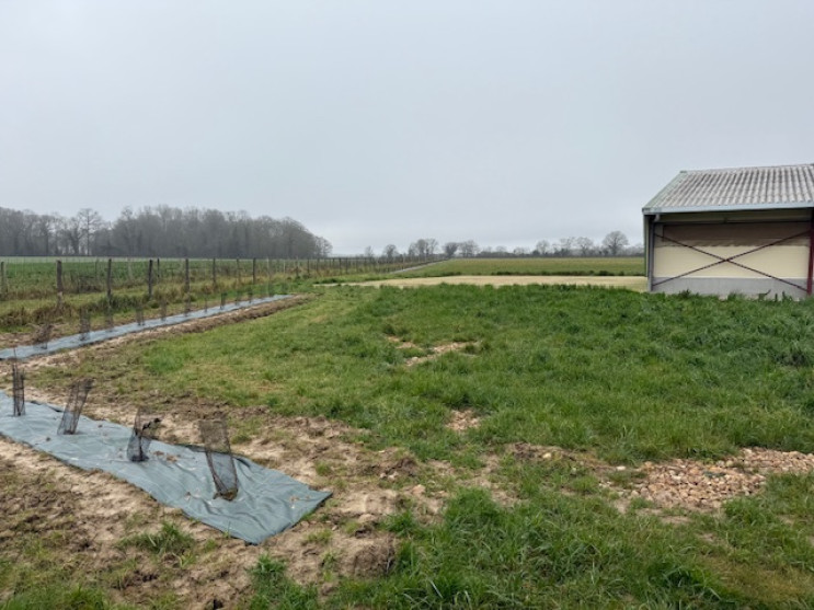Les plantations d'arbres continuent !