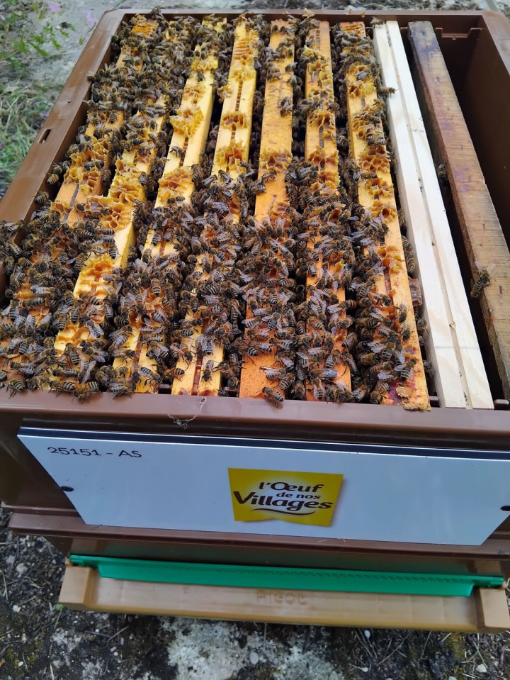 Les abeilles aussi souffrent du mauvais temps !