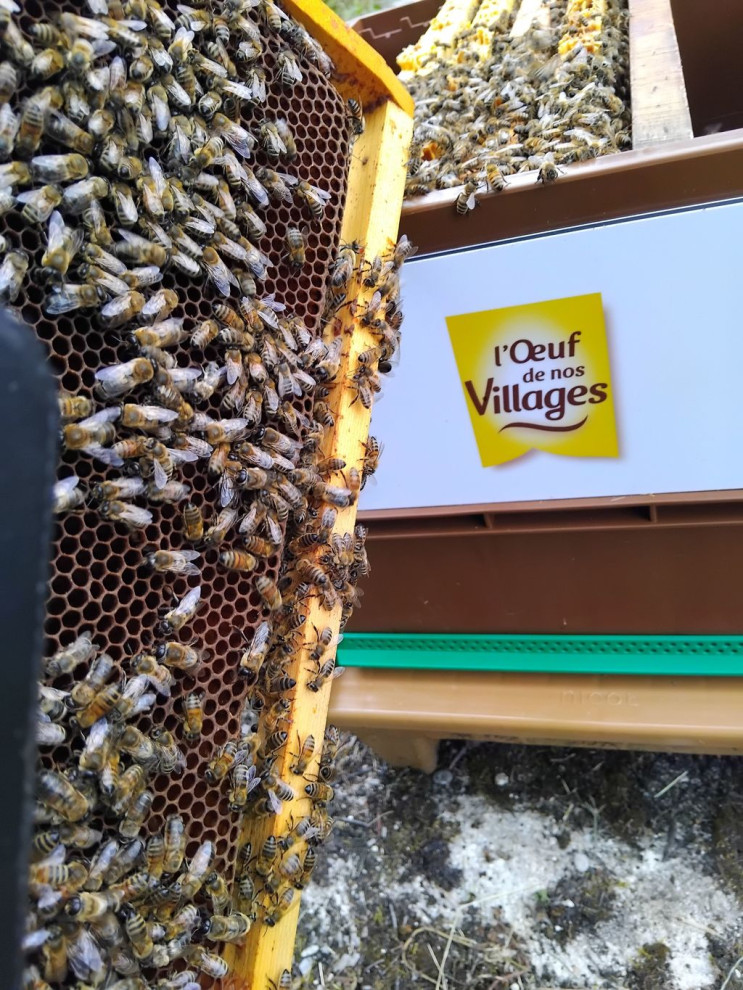 Les abeilles aussi souffrent du mauvais temps !